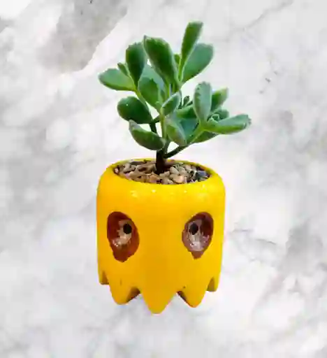 Planta Garrita De Oso En Matera De Ceramica Diseño Fantasma De Pacman
