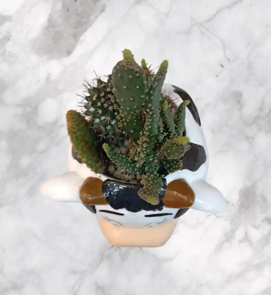 Terraio De Cactus En Matera De Ceramica Diseño Vaquita