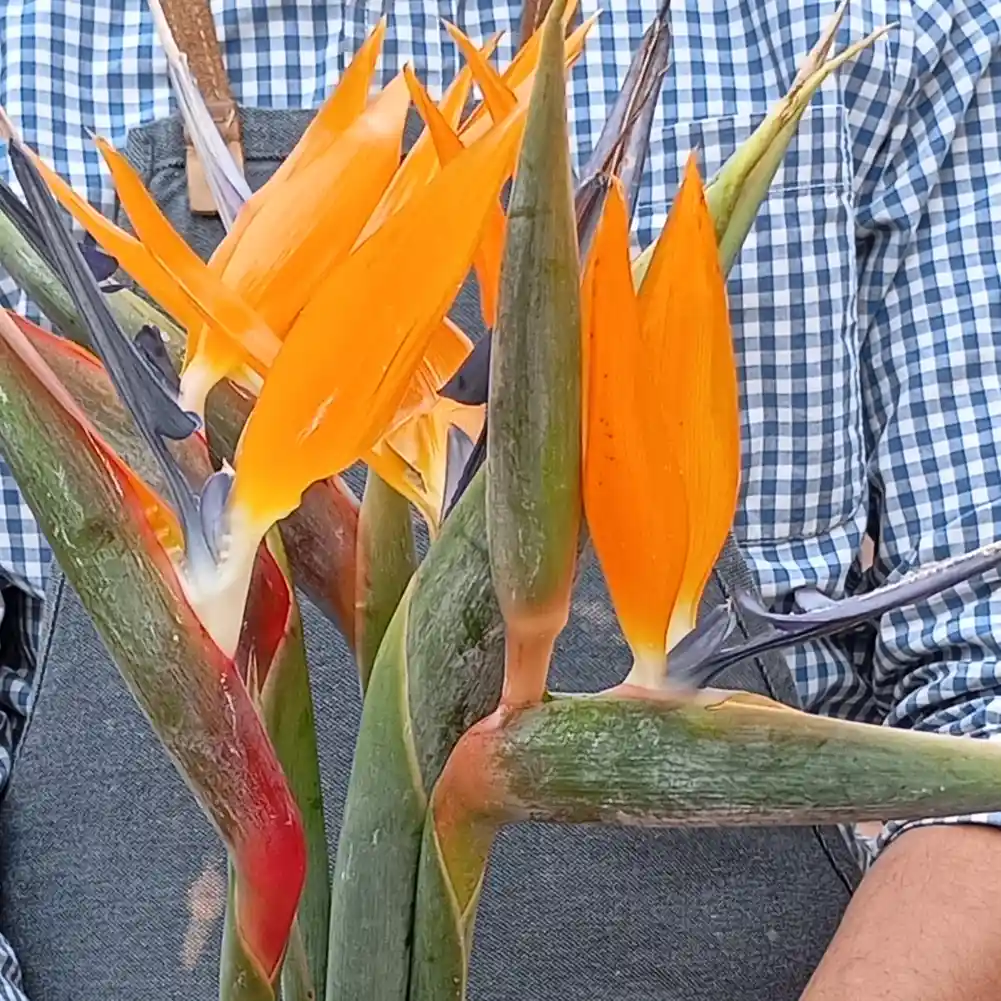 Aves Del Paraíso (heliconias)