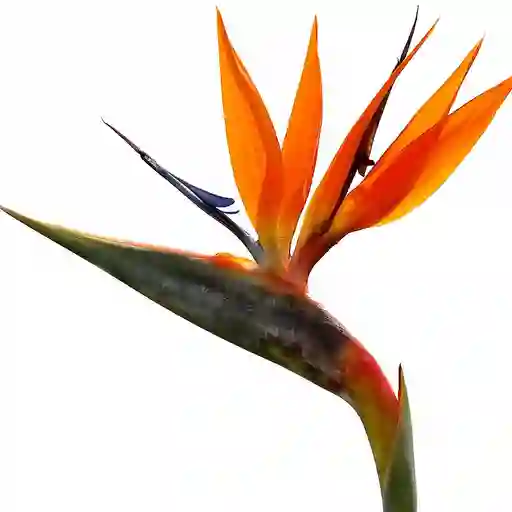 Aves Del Paraíso (heliconias)