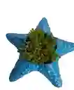 Matera Estrella De Mar