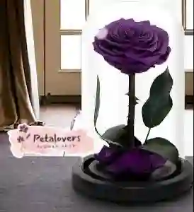 Rosa Preservada Morada Que Maravilla