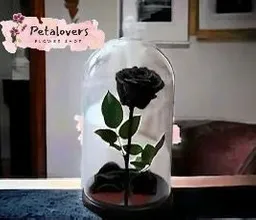 Rosa Preservada Negra Que Sombra