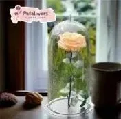 Flores Rosa Preservada