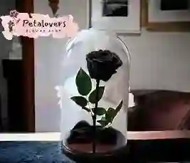 Flor Rosa Preservada Negra