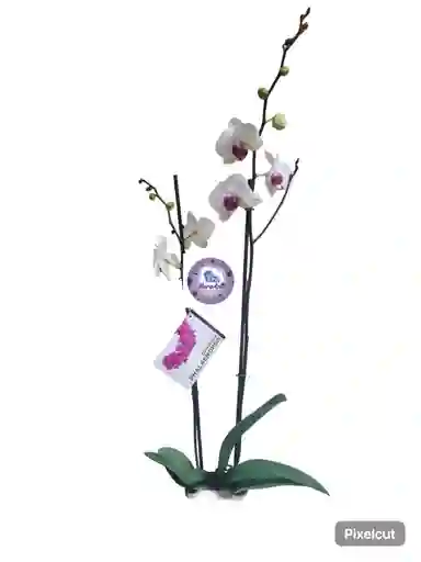 Orquidea Phalaenopsis De Dos Varas Blanca