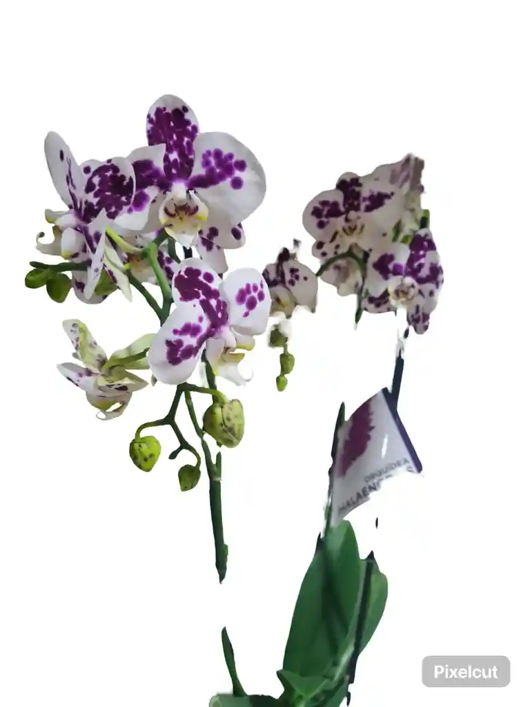 Orquidea Phalaenopsis De Tres Varas Blanca Morada