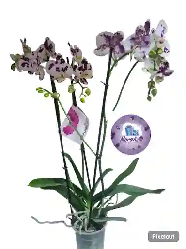 Orquidea Phalaenopsis De Tres Varas Blanca Morada