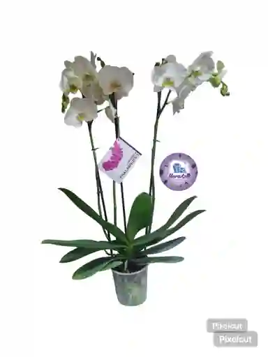 Orquidea Phalaenopsis Blanca Tres Varas Multiflor