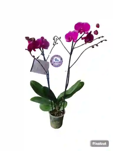 Orquidea Phalaenopsis Morada Dos Varas Multiflor