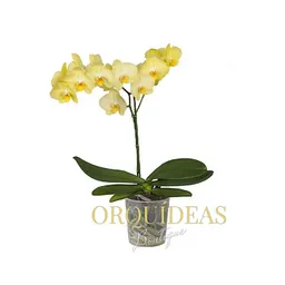 Orquidea 1 Vara Amarilla