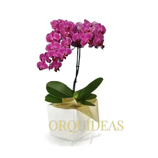 Orquidea Elegance Morada 1 Vara Multiflora