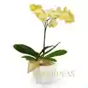 Orquidea Sunshine 1 Vara Con Matera