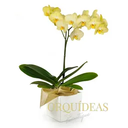 Orquídea Amarilla Elegance Con Matera