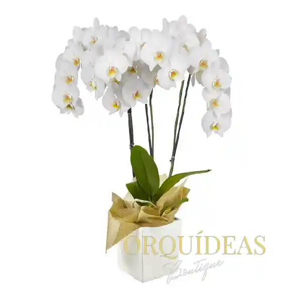 Orquídea Blanca Premium En Matera