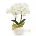 Orquídea Mediana 2 Varas Con Matera