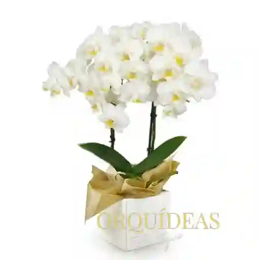 Orquídea Mediana 2 Varas Con Matera