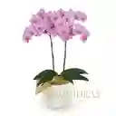 Orquídea Impresionista 2 Varas Con Matera