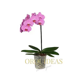 Orquidea 1 Vara Lavanda