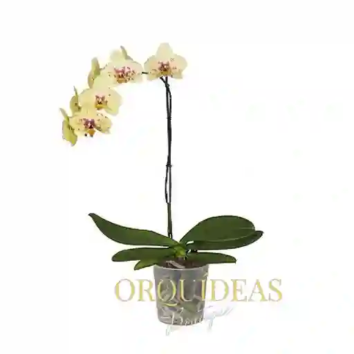 Orquidea 1 Vara Seurat