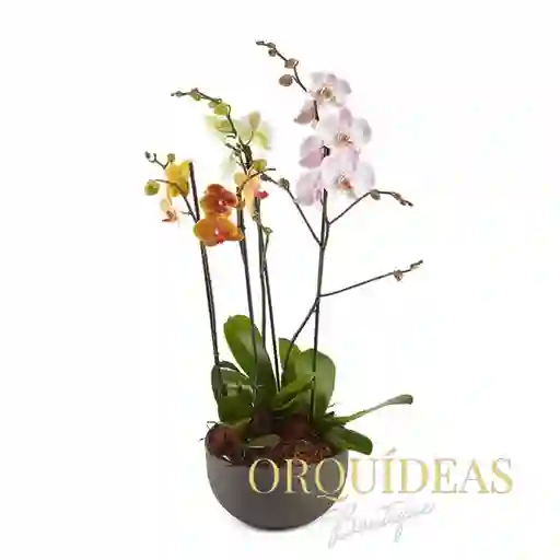 Canasta De Orquideas Primaveral