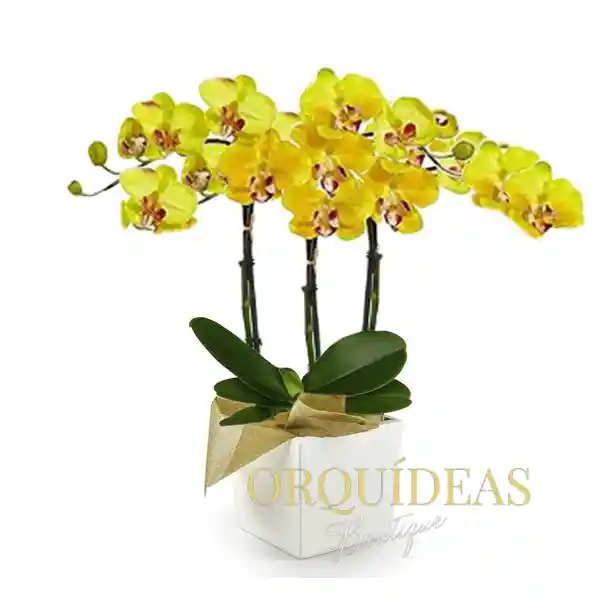 Orquídea Amarilla Multiflora Premium En Matera