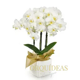 Orquidea Mediana 3 Varas Con Matera