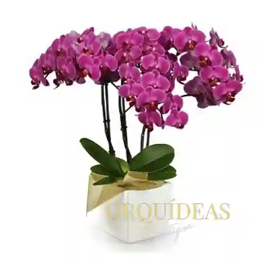 Orquídea Morada Multiflora Premium En Matera