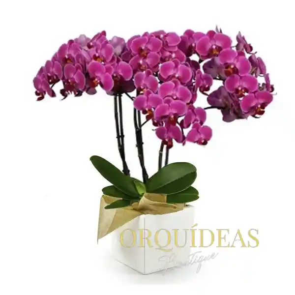 Orquídea Morada Multiflora Premium En Matera