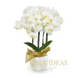 Orquídea Blanca Multiflora Premium En Matera 4v