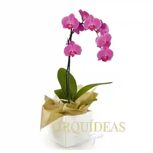 Orquídea Morada Elegance En Matera