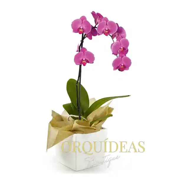 Orquídea Morada Elegance En Matera