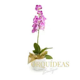 Orquídea Lavanda Elegance En Matera