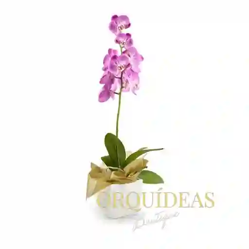 Orquídea Lavanda Elegance En Matera