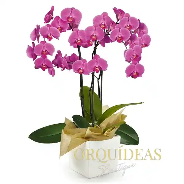 Orquídea Morada Premium En Matera