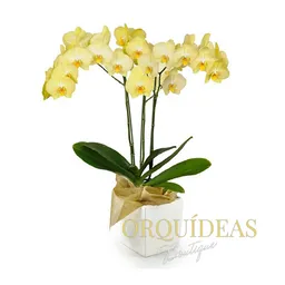 Orquídea Amarilla Premium En Matera