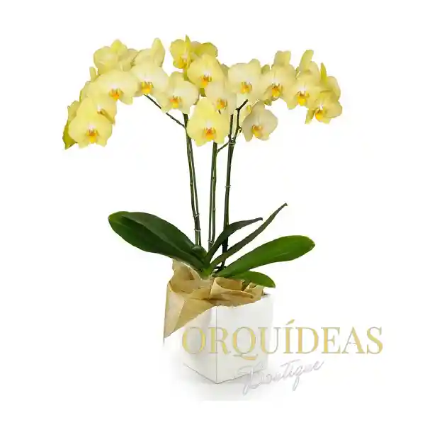 Orquídea Amarilla Premium En Matera