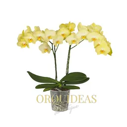 Orquidea 2 Varas Amarilla