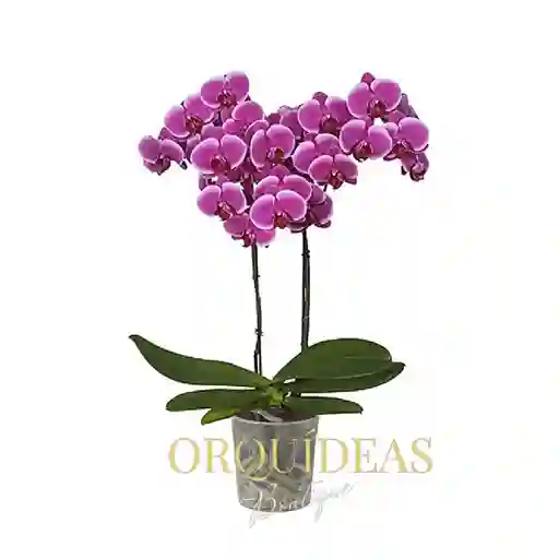 Orquidea 2 Varas Morada