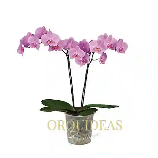 Orquidea 2 Varas Lavanda