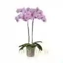 Orquidea Impresionista 2 Varas Sin Matera