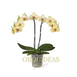 Orquidea 2 Varas Seurat