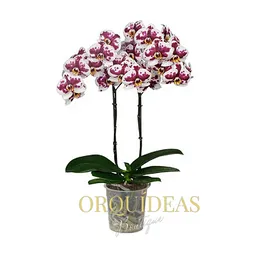 Orquidea 2 Varas Bella