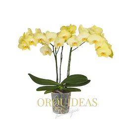 Orquidea 3 Varas Amarilla