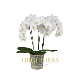 Orquidea 3 Varas Blanca