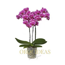 Orquidea 3 Varas Morada