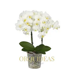 Orquidea 2 Varas Multiflora Blanca
