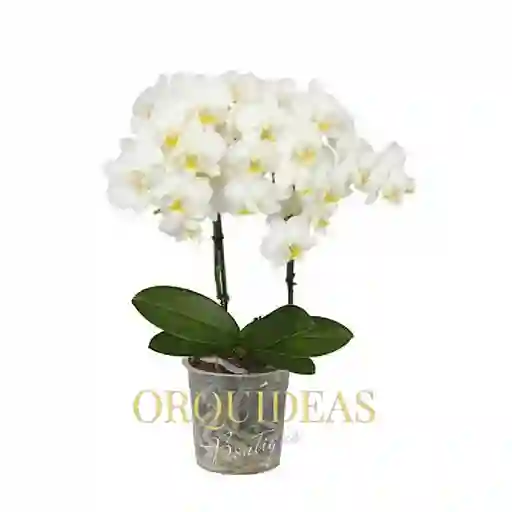 Orquidea 2 Varas Multiflora Blanca