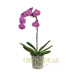 Orquidea 1 Vara Morada