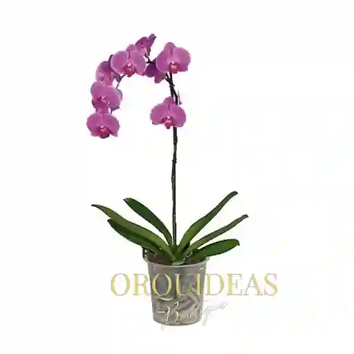 Orquidea 1 Vara Morada